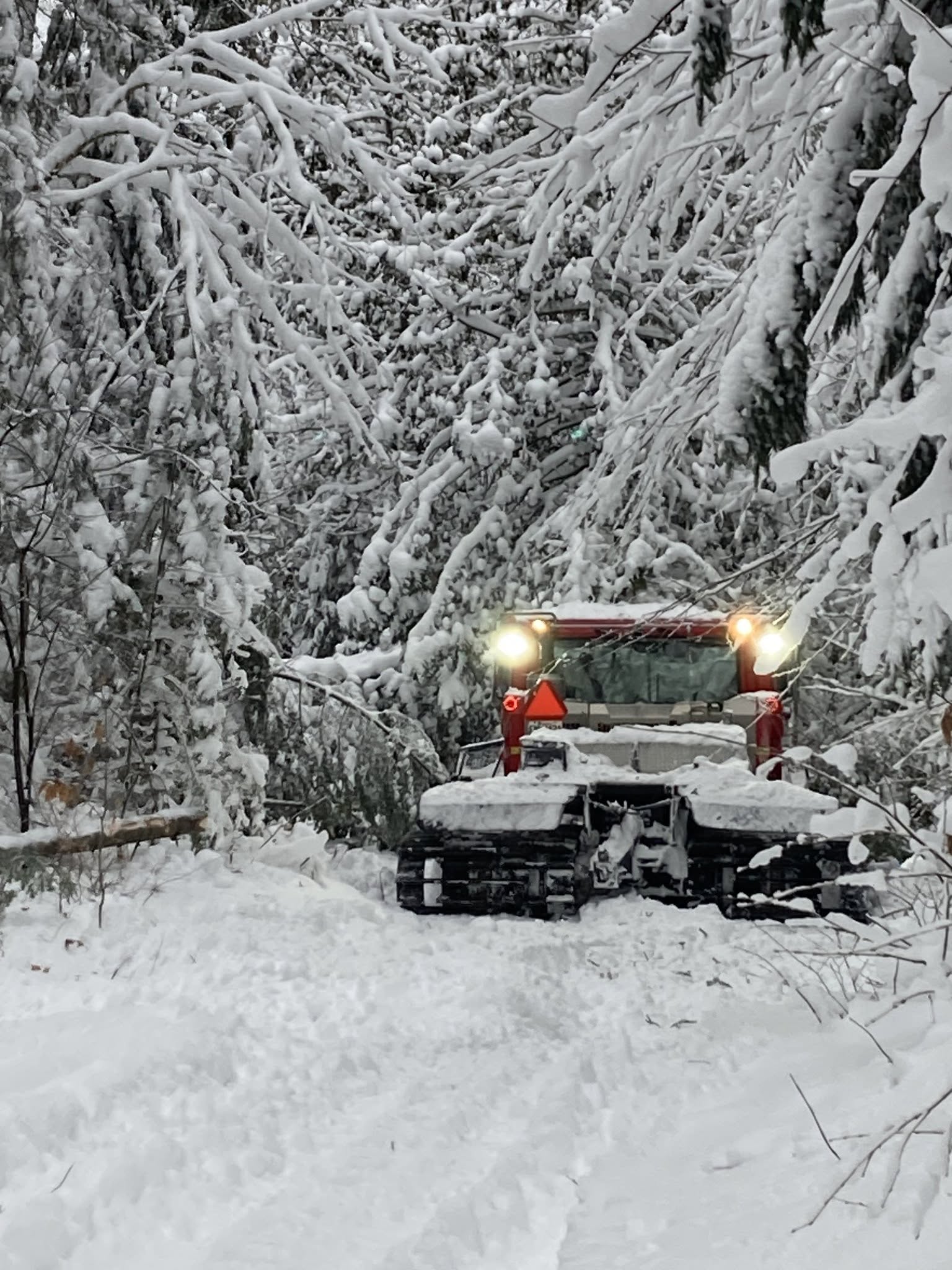Club groomer working in a snowy forest